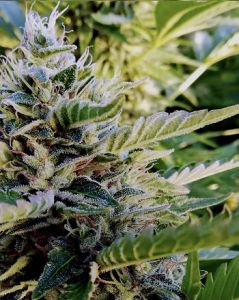 Nuttea Haze - 5-pack