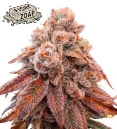Fishy Zoap - 3-pack
