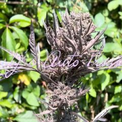 Frosty Freak Auto - 3-pack