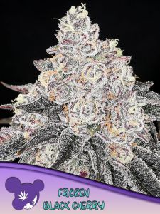 Frozen Black Cherry - 3 pack