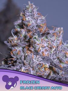 Frozen Black Cherry Auto - 5 pack