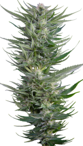 Fruity Durban - 6 pack