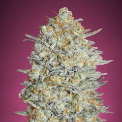 Gelato 33 - 5 pack