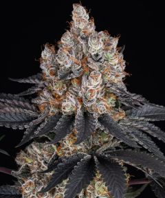 Gelato - 5 pack