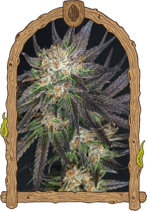 Georgia Cream - 5-pack