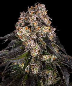 Girl Scout Cookies - 5 pack
