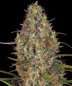 Glue Gelato Auto - 5 pack