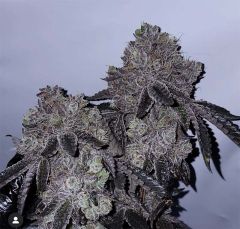 Glue Fire Cookies - 11 pack