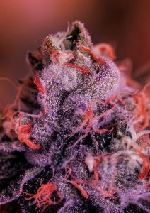 Gordo Master Kush - 5-pack