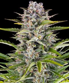 Gorilla Zkittlez Auto - 5-pack