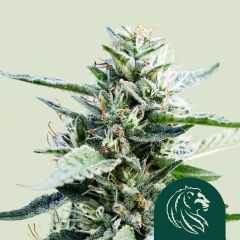 Granddaddy Purple - 3-pack