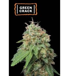 Green Crack Auto - 3-pack