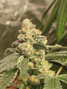 Green Papaya - 3-pack