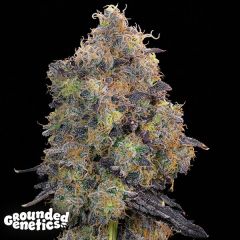 Blueberry Zkunk - 7-pack