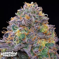 Blue Gelonade - 7-pack