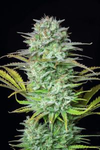Guava Auto - 5 pack