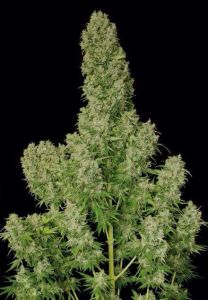 Guillotine Auto - 5-pack