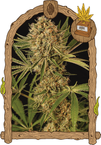 herz-og-5pack-feminised-exotic-seed-amsterdam-seed-center