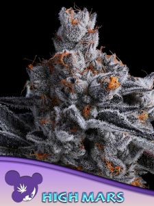 Is there life on Mars? You will start to think about it once you've tried High Mars by Anesia Seeds. This 60% sativa has enough THC (36%) to fuel a rocket jet. High Mars is an extraordinary hybrid with a broad spectrum of sativa and indica effects. Inexpe