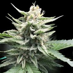 Honey Banana S1 - 5 pack