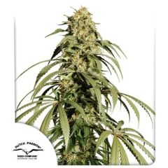 Ice Cream Haze - 10-pack