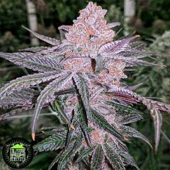 Jelly Sickle - 3-pack