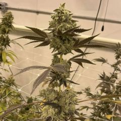 Vibranium - Feminised - Inhouse Genetics