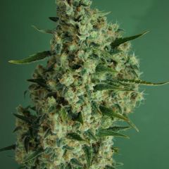 Incredible Bulk Autoflowering - 5PACK