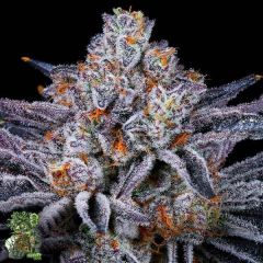 Platinum Kush Breath - 3-pack