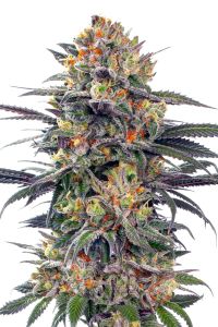 Jealous Mary Auto - 5-pack