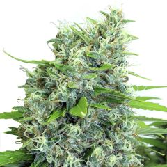KaliBubba - 11 pack