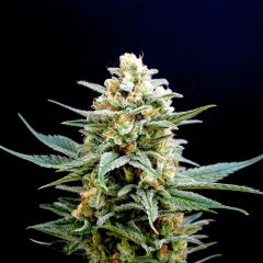 kritikal-k-5pack-kannabia-amsterdam-seed-center