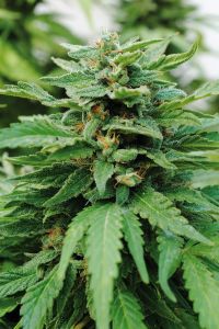 Karibbean Mango - 5pack - Feminised - Kannabia Seeds