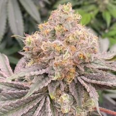 Mop Chopper - 6-pack