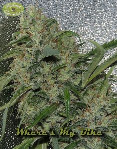 wheres-my-bike-12pack-regular-karma-genetics