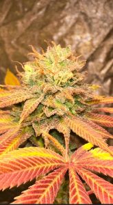 Smoke Trails - 12-pack