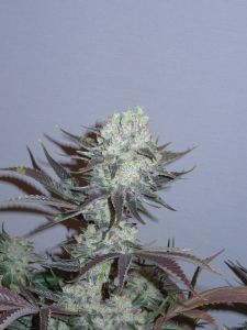 Killer Glue - 6-pack