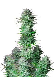 Kosher Cake Auto - 5 pack