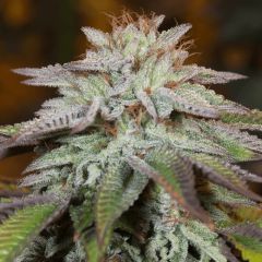 L.A Vanilla Cake Auto - 5 pack
