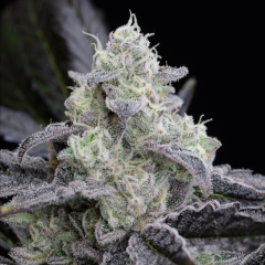 L.A Vanilla Cake Auto - 5 pack