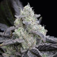 L.A Vanilla Cake - 5 pack