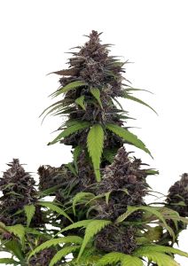 Purple Haze Auto - 5-pack