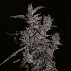 Lao Highland - 12-pack