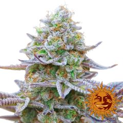 Gorilla Zkittlez - 5 pack