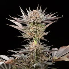 Lemon Tree 2.0 - 5 pack