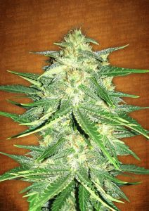 lemon-ak-auto-5pack-fast-buds