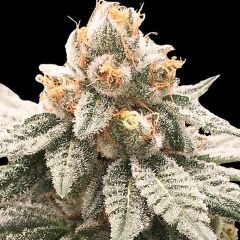 Lemon Oasis - 6-pack