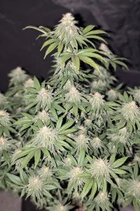 Lemonpaya - 5 pack