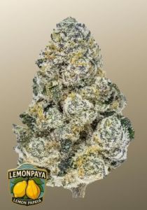 Lemonpaya