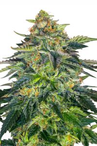 London Cream Cake Auto - 5-pack